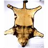 Image 1 : African Lion Taxidermy Trophy Rug