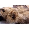 Image 22 : African Lion Taxidermy Trophy Rug