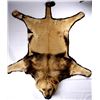 Image 2 : African Lion Taxidermy Trophy Rug