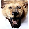 Image 3 : African Lion Taxidermy Trophy Rug
