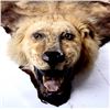 Image 4 : African Lion Taxidermy Trophy Rug