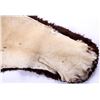 Image 6 : African Lion Taxidermy Trophy Rug