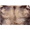Image 9 : African Lion Taxidermy Trophy Rug