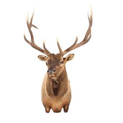 Montana Rocky Mountain Trophy Elk Shoulder Mount
