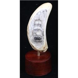 Ancient Sperm Whale Tooth Scrimshaw