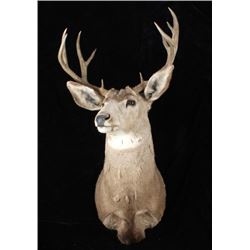 Trophy Montana Mule Deer Shoulder Mount