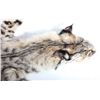 Image 2 : Montana Bobcat Fur Hide