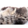 Image 4 : Montana Bobcat Fur Hide