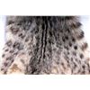 Image 5 : Montana Bobcat Fur Hide