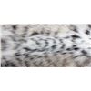Image 9 : Montana Bobcat Fur Hide