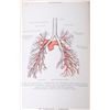 Image 8 : 1900 Dr. Carl Toldt Anatomic Atlas Two Volume Set