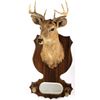 Image 2 : 1942 Taxidermy Deer Mount with Hoof Rack & Mirror