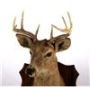 Image 3 : 1942 Taxidermy Deer Mount with Hoof Rack & Mirror