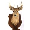 Image 5 : 1942 Taxidermy Deer Mount with Hoof Rack & Mirror