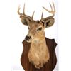 Image 6 : 1942 Taxidermy Deer Mount with Hoof Rack & Mirror