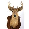 Image 7 : 1942 Taxidermy Deer Mount with Hoof Rack & Mirror