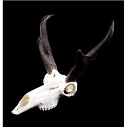 Montana Pronghorn European Mount