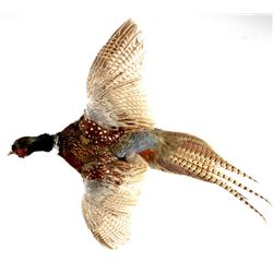 Montana Flying Pheasant Mount