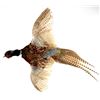 Image 1 : Montana Flying Pheasant Mount