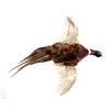 Image 4 : Montana Flying Pheasant Mount