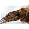 Image 5 : Montana Flying Pheasant Mount