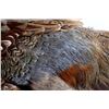 Image 8 : Montana Flying Pheasant Mount