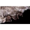 Image 4 : Professionally Tanned Caribou Hide