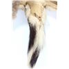Image 10 : Plains Indian Tanned Deer Hide Vest