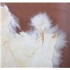 Image 8 : 1968 Stanley Harrison Indian Rabbit Hide Painting