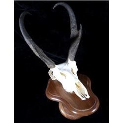 Trophy Montana Pronghorn Antelope Euro-Mount