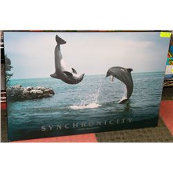 SYNCHONICITY DOLPHIN PICTURE BY DANIEL MCCULLOUGH