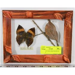 BUTTERFLY KALLIMA INACHUS 8 1/2X6 1/2