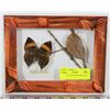 Image 1 : BUTTERFLY KALLIMA INACHUS 8 1/2X6 1/2