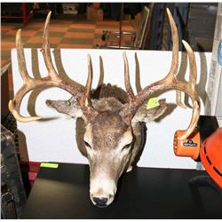 BUCK MOUNTED TAXIDERMY HEAD