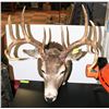 Image 1 : BUCK MOUNTED TAXIDERMY HEAD