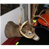Image 2 : BUCK MOUNTED TAXIDERMY HEAD