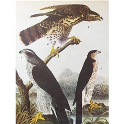 c1946 Audubon Print, #141 Goshawk