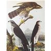 Image 1 : c1946 Audubon Print, #141 Goshawk