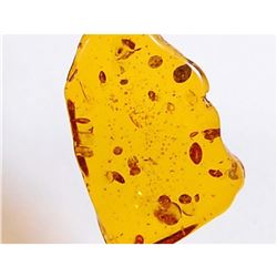 Aaa+ 20.40 Cts Baltic Amber Translucent Cabochon