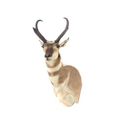 Prong Horn Antelope Shoulder Trophy Mount. Height 33"