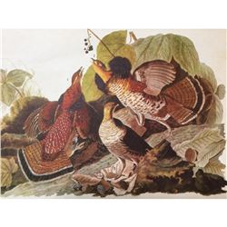 c1946 Audubon Print, #41 Ruffed Grouse