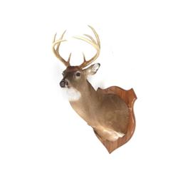 Common Red Buck Deer Shoulder Trophy Mount (8 Pt).