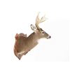 Image 2 : Common Red Buck Deer Shoulder Trophy Mount (8 Pt).