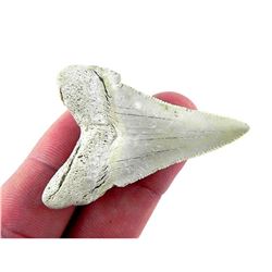 Prehistoric Megalodon Shark Tooth Specimen