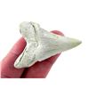 Image 1 : Prehistoric Megalodon Shark Tooth Specimen