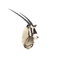 Gemsbok Antelope Shoulder Trophy Mount