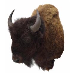 American Bison/buffalo Taxidermy Shoulder Mount