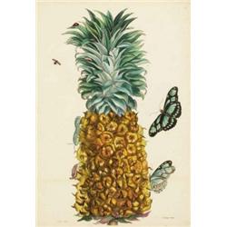 MARIA SIBYLLA MERIAN 