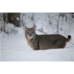 Coyote & Bobcat Hunt for One Hunter