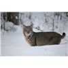 Image 1 : Coyote & Bobcat Hunt for One Hunter